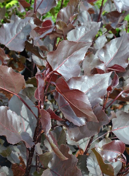 POPULUS DELTOIDES PURPLE TOWER