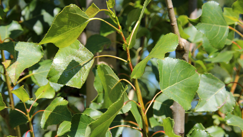 POPULUS NIGRA ITALICA