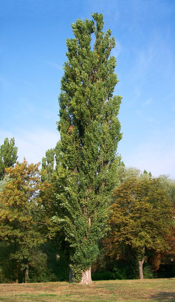 POPULUS NIGRA ITALICA