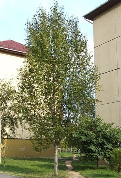 POPULUS SIMONII FASTIGIATA