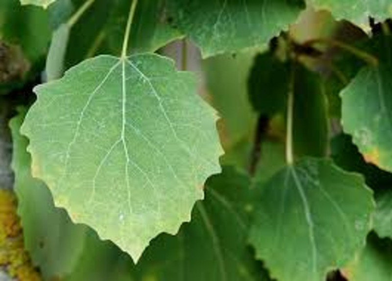 POPULUS TREMULA ERECTA