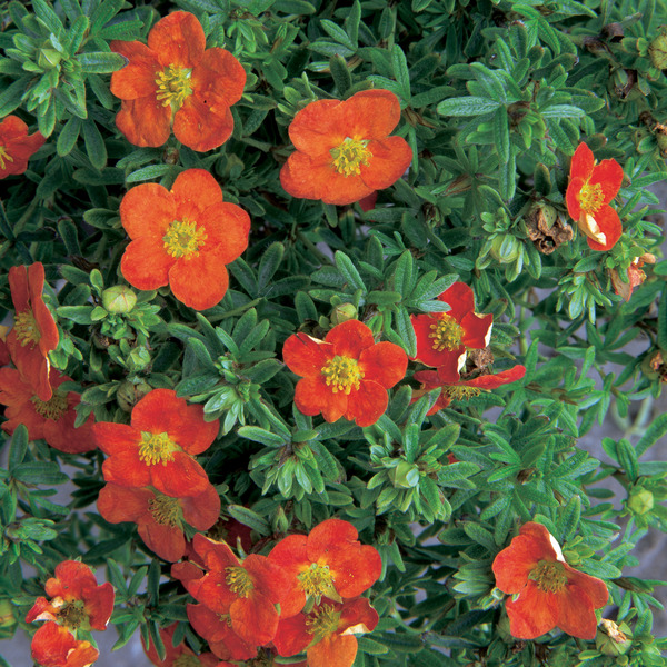 POTENTILLA FR. RED ACE