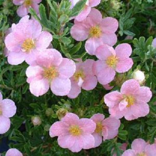POTENTILLA FR. LOVELY PINK