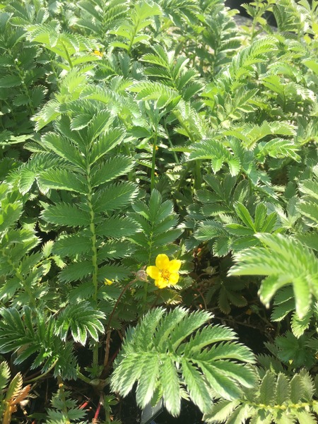 POTENTILLA ANSERINA