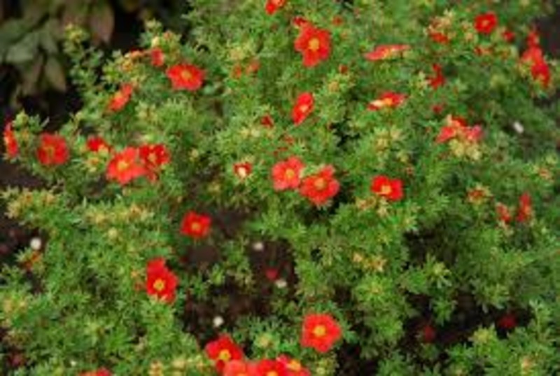 POTENTILLA FR. MARIAN RED ROBI