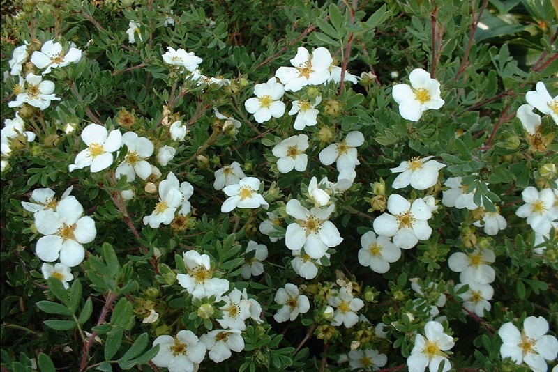 POTENTILLA FR. ABBOTSWOOD
