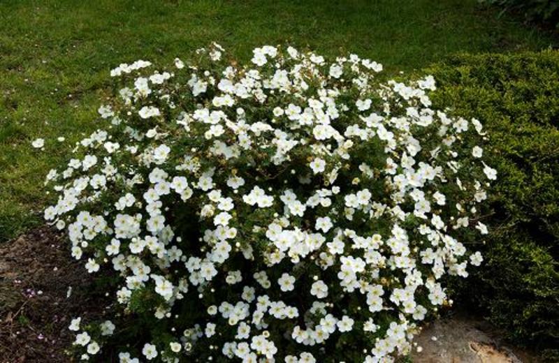 POTENTILLA FR. ABBOTSWOOD