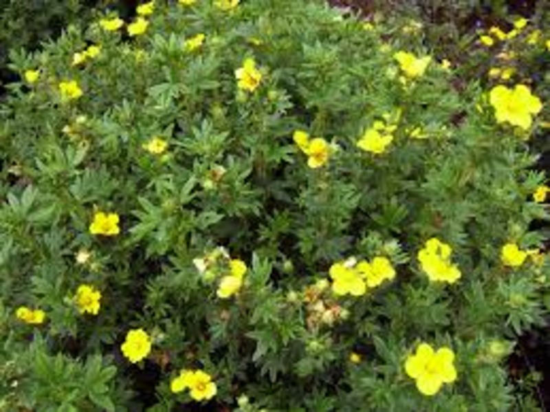 POTENTILLA FR. FAJTÁK