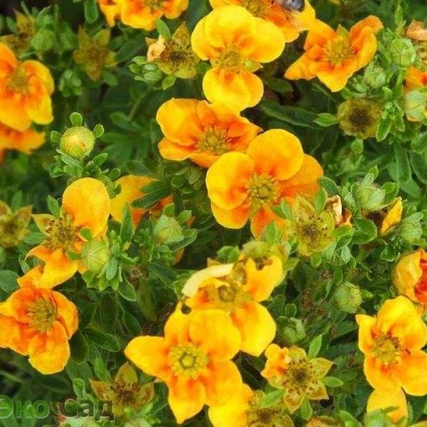 POTENTILLA FR. MANGO TANGO