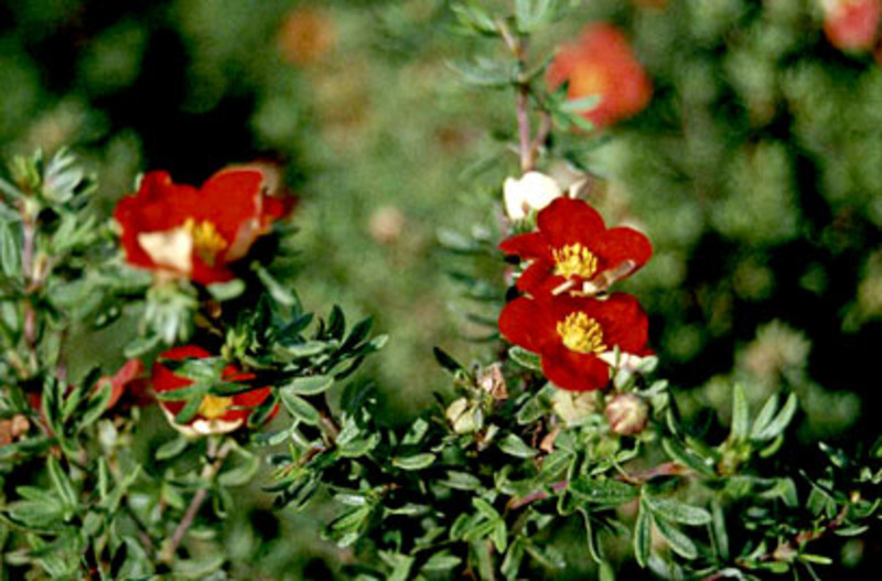 POTENTILLA FR. MARIAN RED ROB.
