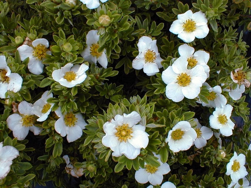 POTENTILLA FR. TILFORD CREAM