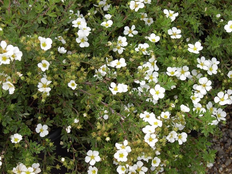 POTENTILLA FR. ABBOTSWOOD