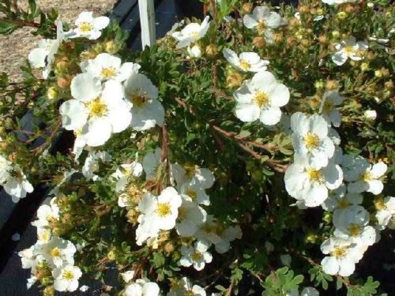 POTENTILLA FR. ABBOTSWOOD