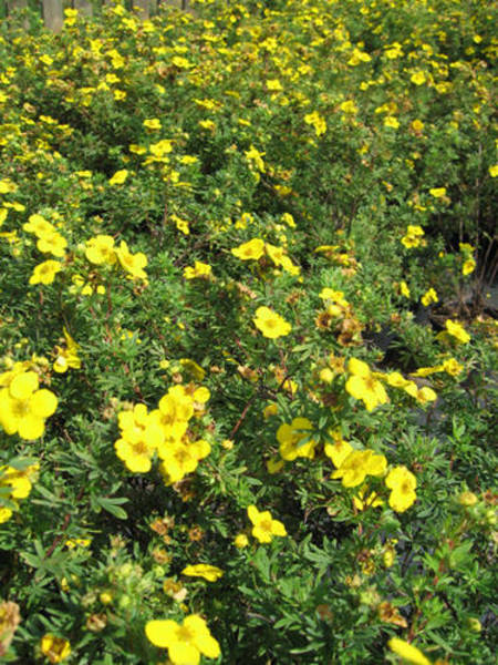 POTENTILLA FR. GOLDFINGER