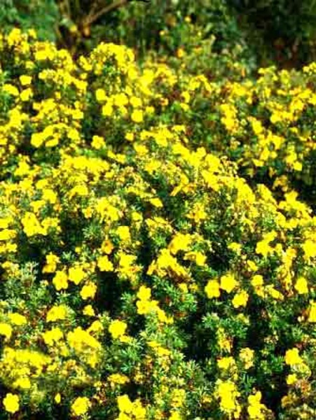 POTENTILLA FR. GOLDFINGER