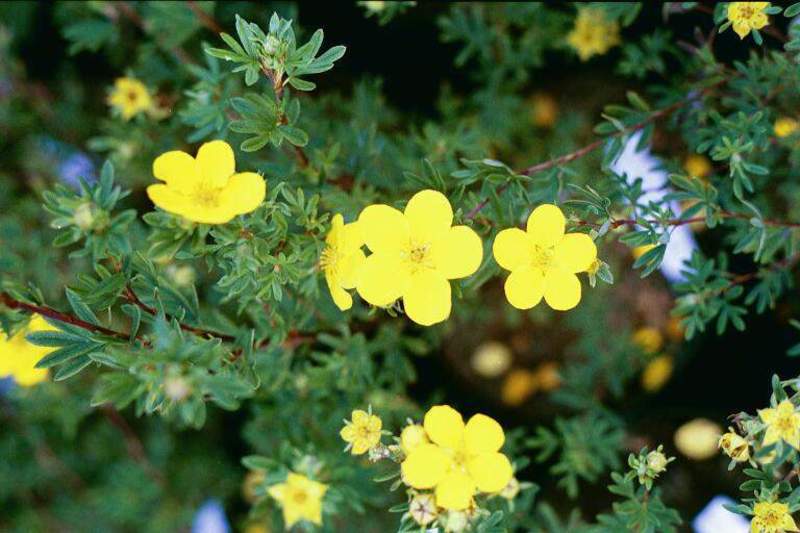 POTENTILLA FR. GOLDFINGER