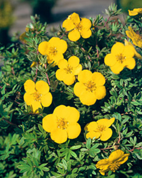 POTENTILLA FR. GOLDSTAR