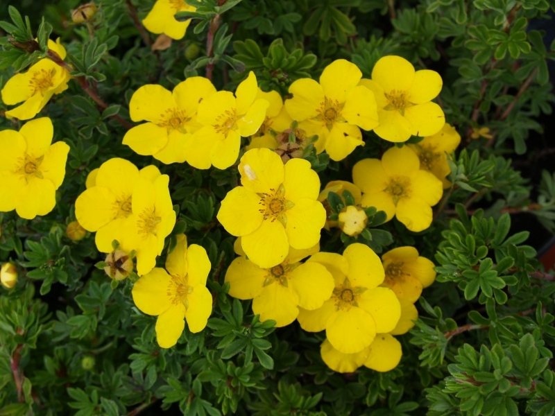 POTENTILLA FR. GOLDTEPPICH