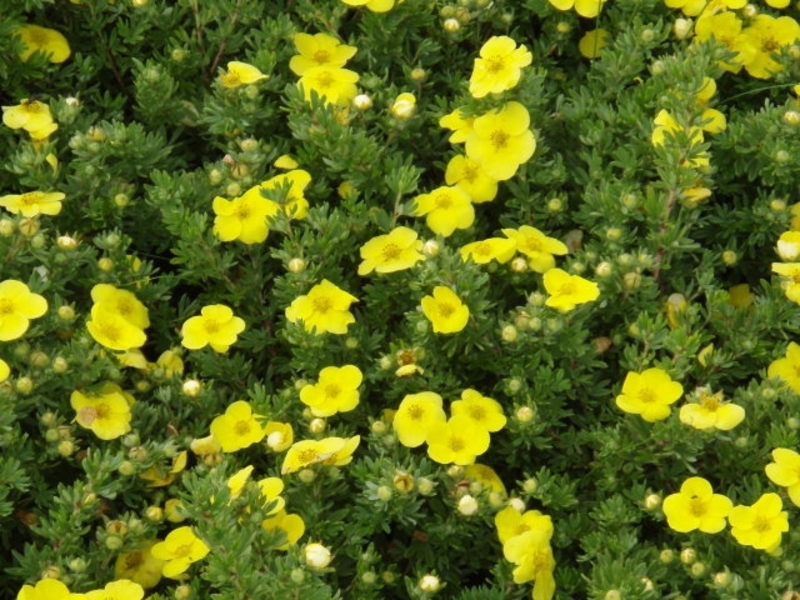 POTENTILLA FR. KOBOLD