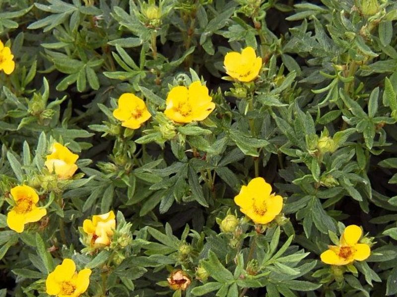 POTENTILLA FR. KOBOLD