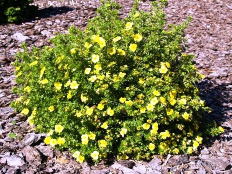 POTENTILLA FR. KOBOLD
