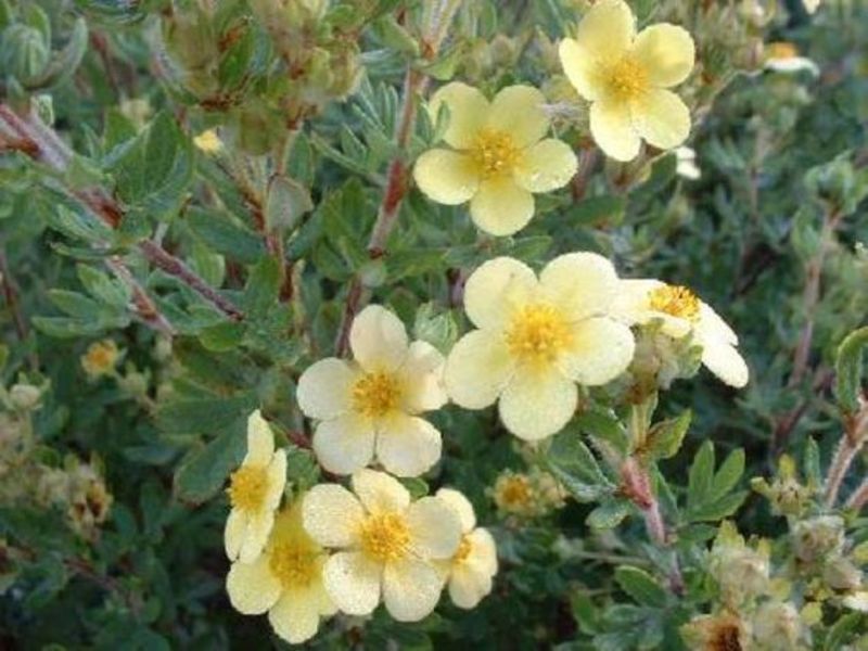 POTENTILLA FR. MAANELYS