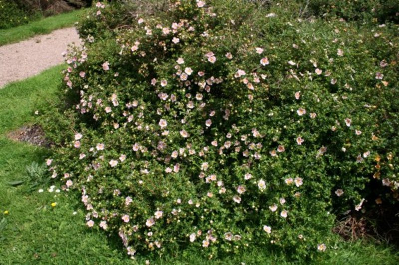 POTENTILLA FR. PINK QUEEN