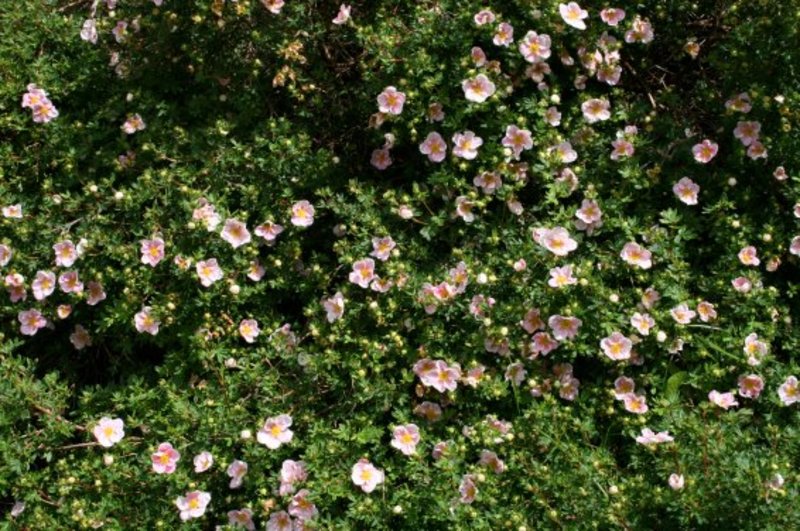 POTENTILLA FR. PINK QUEEN
