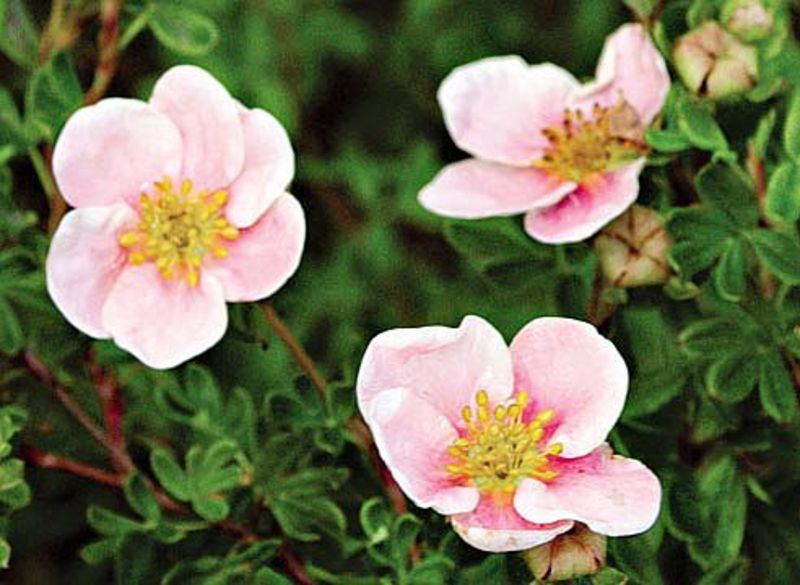 POTENTILLA FR. PINK QUEEN