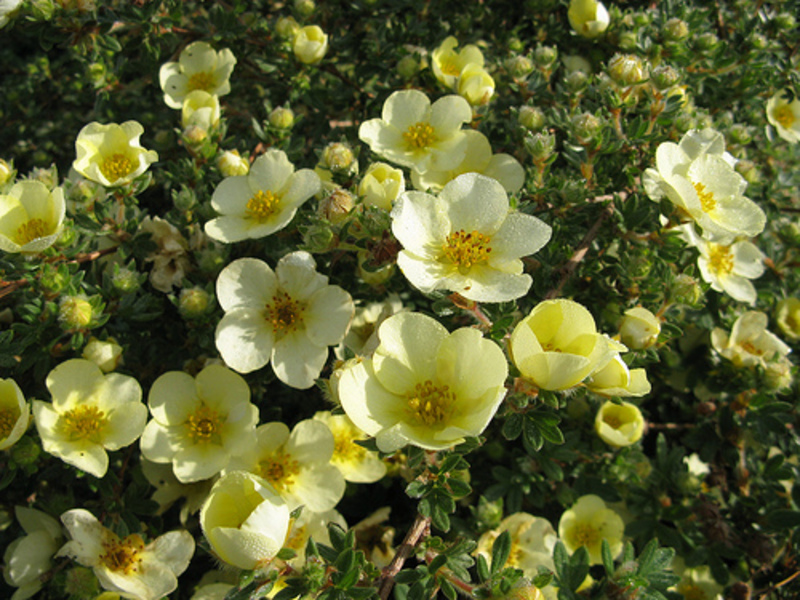 POTENTILLA FR. PRIMROSE BEAUTY