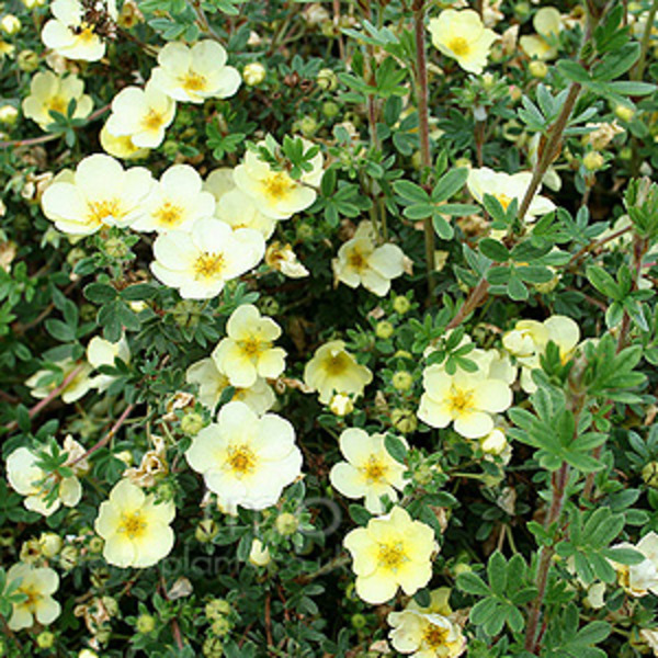 POTENTILLA FR. PRIMROSE BEAUTY