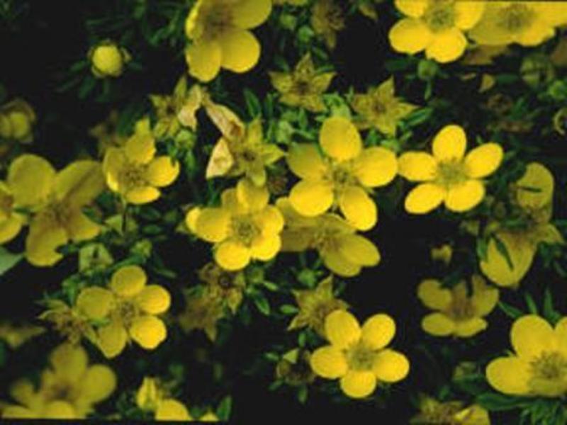POTENTILLA FR. SNOWFLAKE