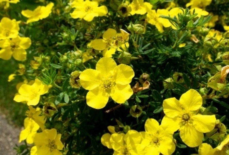 POTENTILLA FR. GOLDSTAR