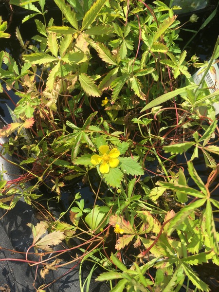 POTENTILLA REPTANS