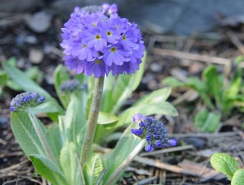 PRIMULA DENTICULATA LILA