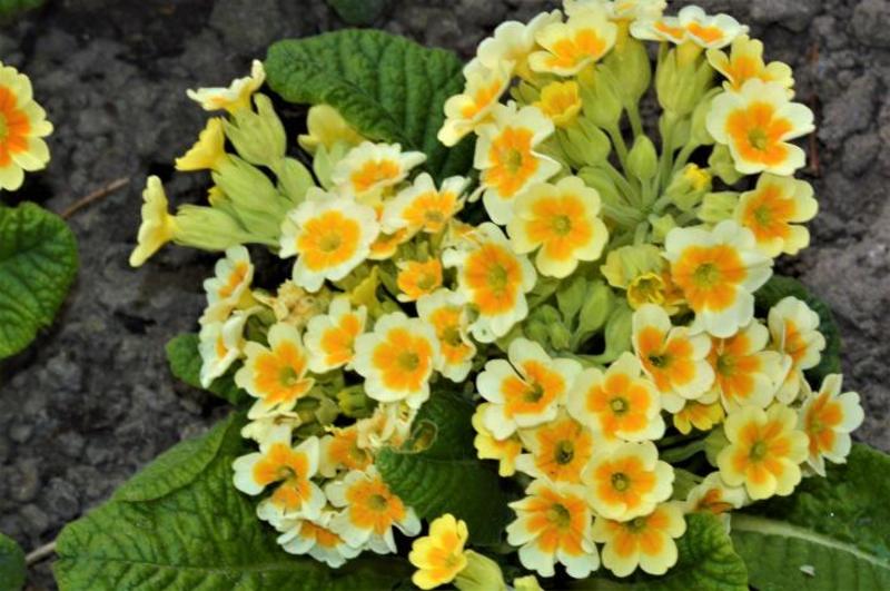 PRIMULA V. LIME WITH ORANGE