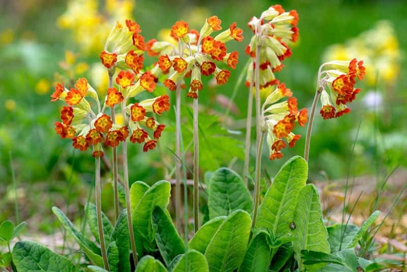 PRIMULA V. ORANGE WITH YELLOW
