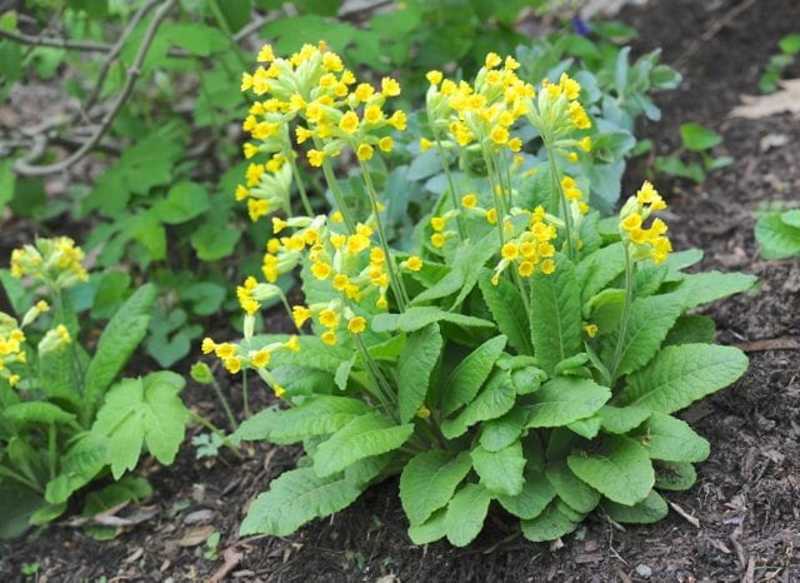 PRIMULA VERIS
