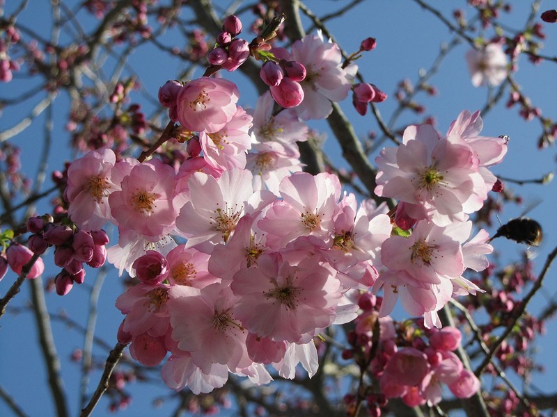 PRUNUS ACCOLADE
