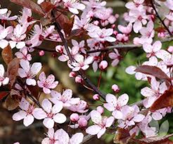 PRUNUS CERASIFERA NIGRA