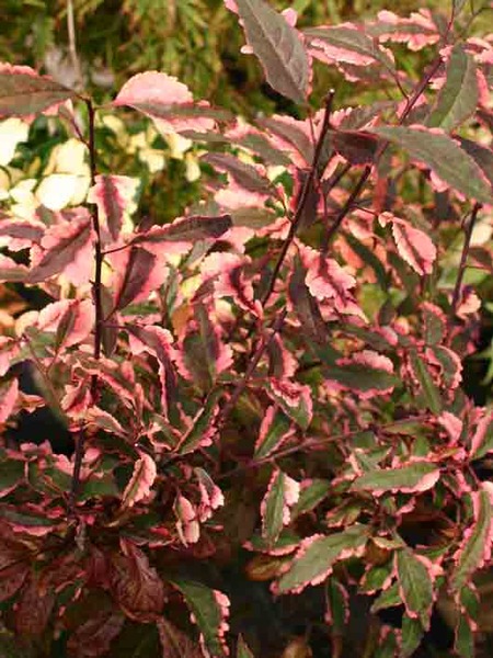 PRUNUS CERASIFERA HESSEI
