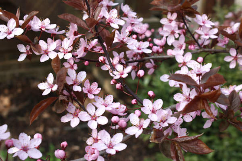 PRUNUS CERASIFERA NIGRA