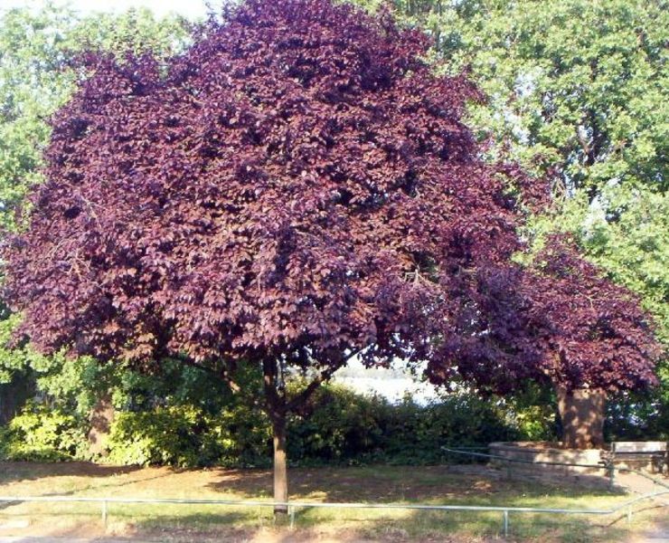 PRUNUS CERASIFERA NIGRA