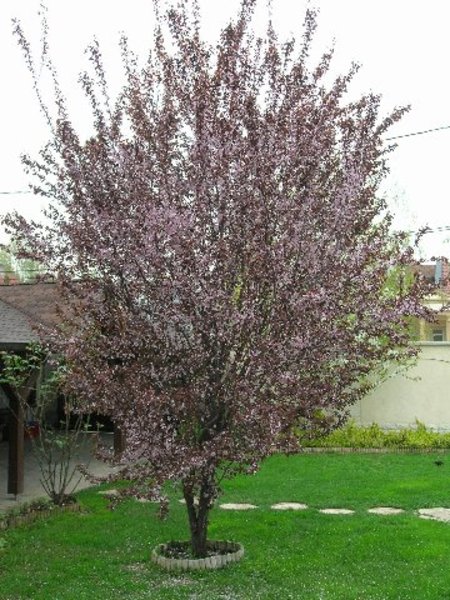 PRUNUS CERASIFERA NIGRA
