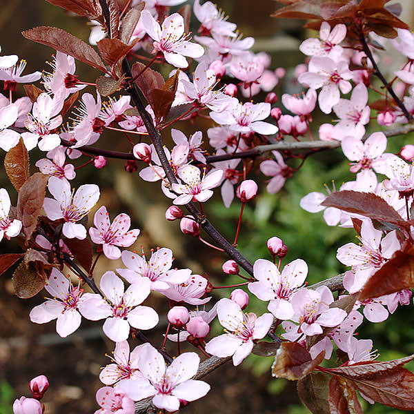 PRUNUS CERASIFERA NIGRA
