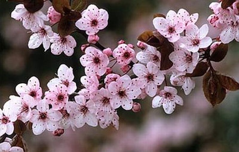 PRUNUS CERASIFERA WOODII