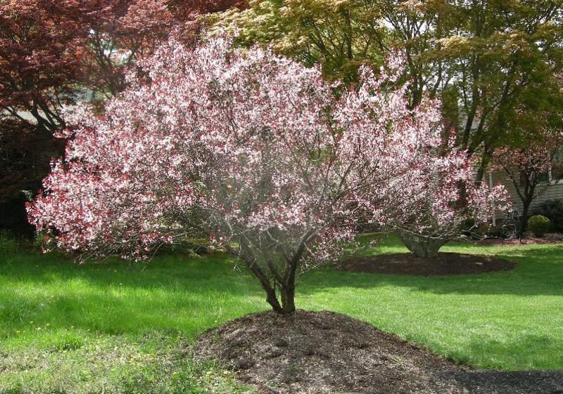 PRUNUS CISTENA