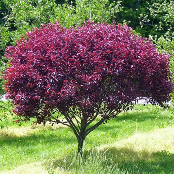 PRUNUS CISTENA