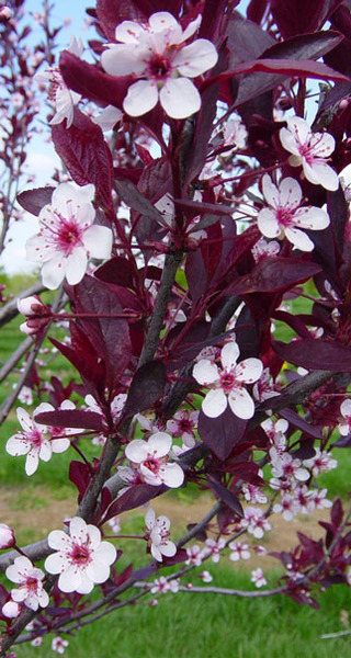 PRUNUS CISTENA