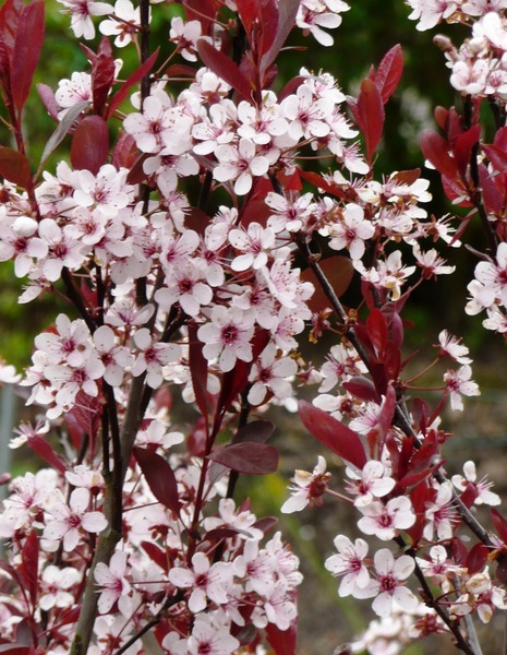 PRUNUS CISTENA